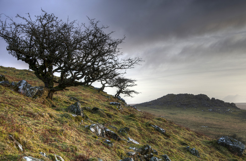 A short, gnarled tree is silhouetted against moorland, rocks, and grey skies on Dartmoor.