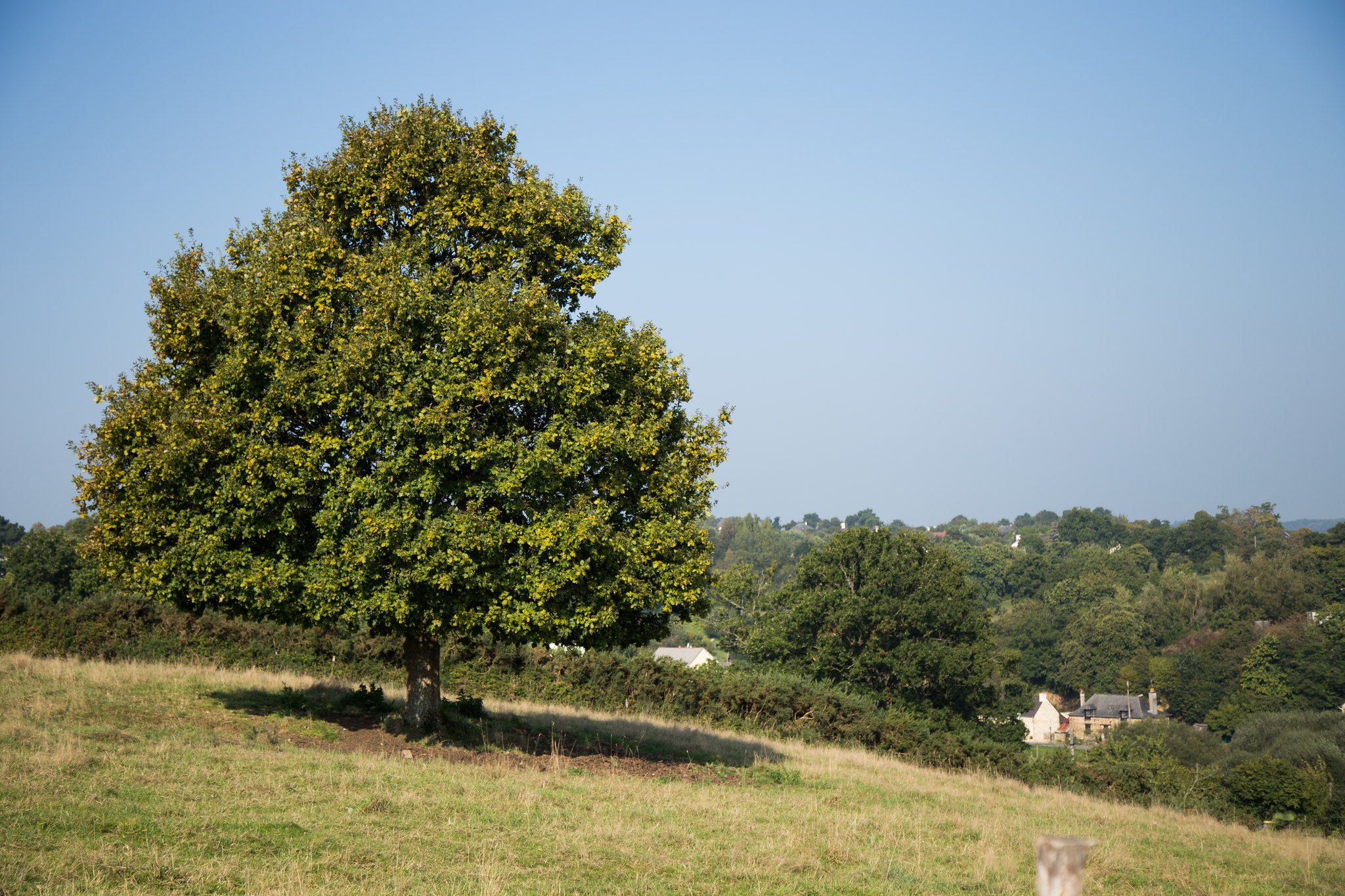 A single tree in full leaf stands in the middle of a grassy field with green valleys in the background.