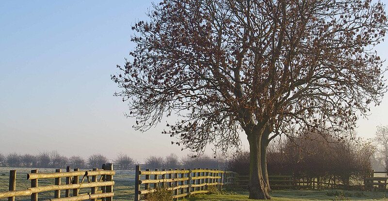 A tree with half of its red-brown leaves missing stands next to a wooden fence overlooking a field.