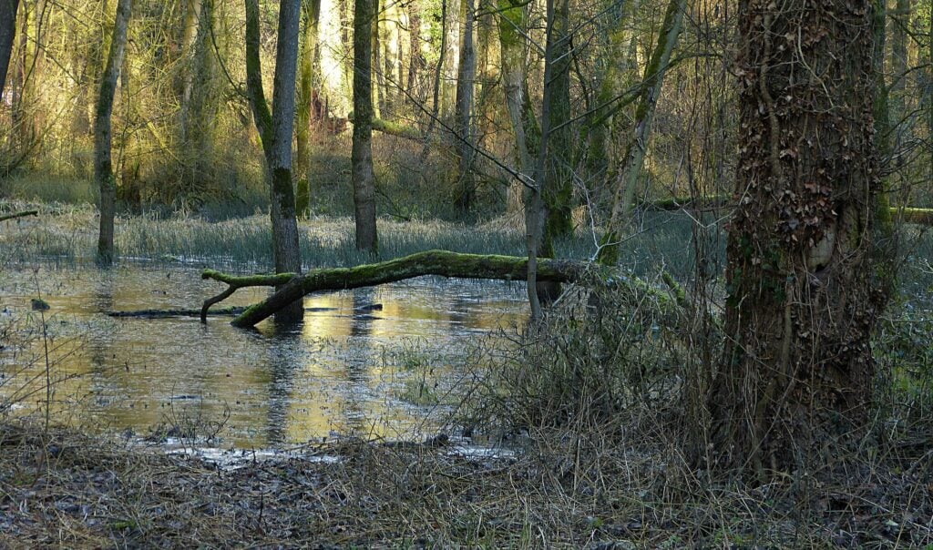 A flooded broadleaved woodland floor with a large dead tree lying across the middle.