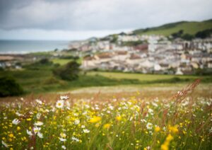 Wildflowers in the foreground of the photo in focus, with a blurred background of a coastal hill and houses.