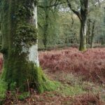 Old trees covered in lichen and moss, amongst browning ferns on the ground.