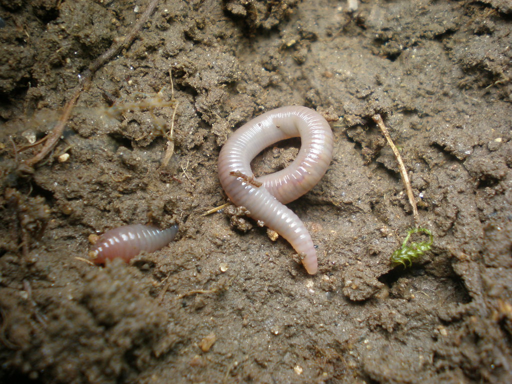 A worm is seen half coming out of the ground.