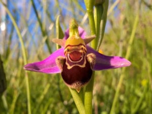 Bee orchid at Sandy Park, Exeter.