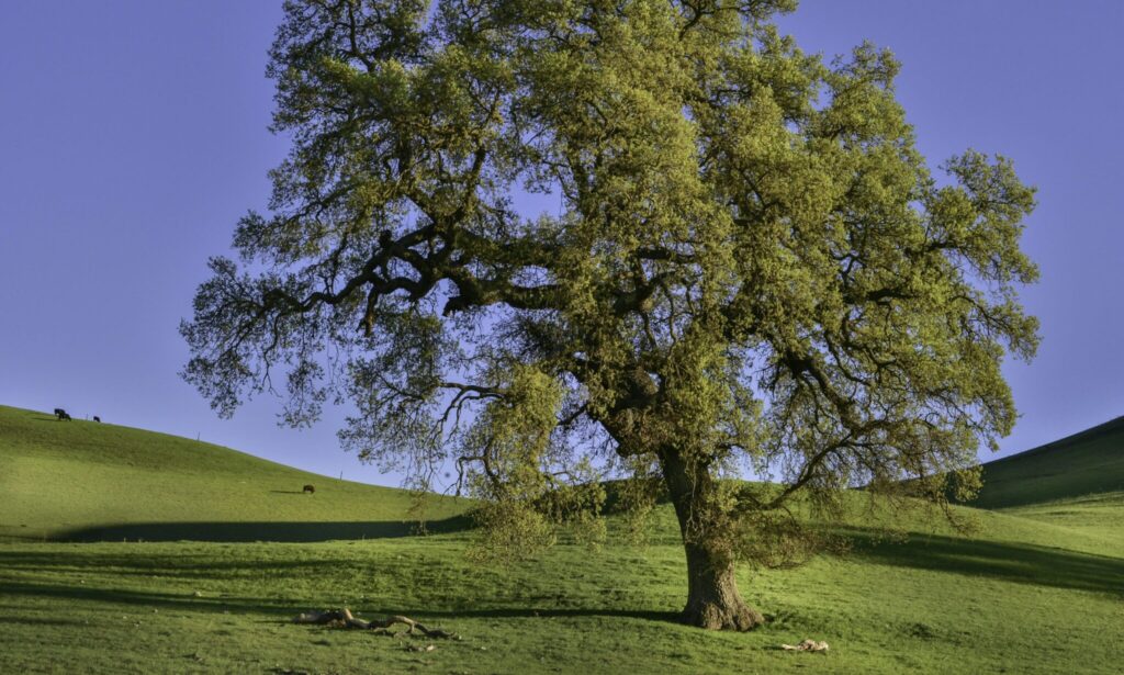 Oak tree in a field