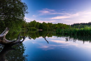 Photo shows expansive still water reflecting a blue sky with pink clouds. There are reedbeds to the right of the water and mature trees in the background and to the left, as well as a large dead tree trunk coming out of the water in the left and centre.
