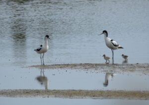 Avocet chicks and adults on the edge of the water, their reflections clear.