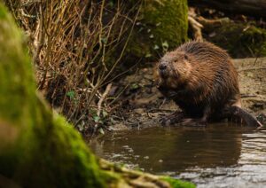 Beaver perched at the side of a river, right on the waters edge.