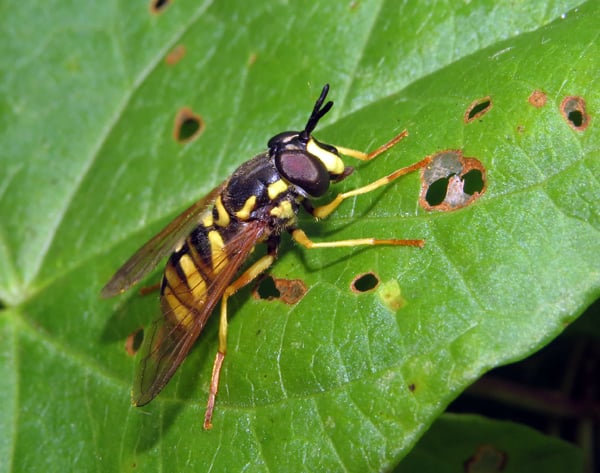 A variable meadow fly sits on a shiny green leaf in the centre of the frame. The fly has yellow legs and a striped black and yellow body with wings lying seperated, flat against the flies back. It has large black eyes and short sturdy black antennae above bright yellow mouthparts.