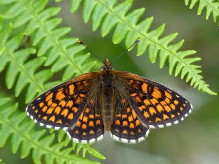 A male Heath Fritillary, coloured orange and black, in June at Halse Combe, Exmoor