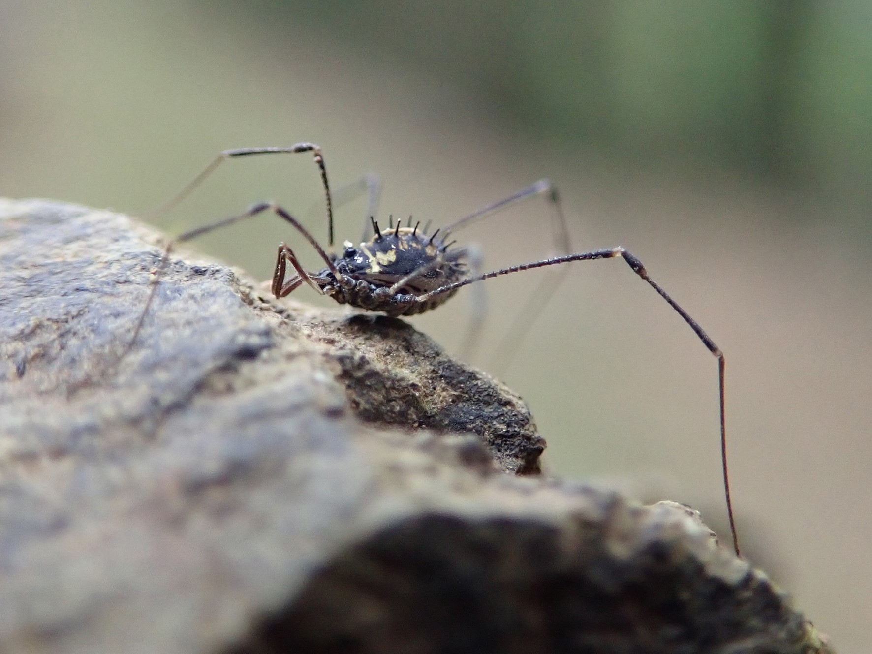 Spiky small bodied spider with long thin legs