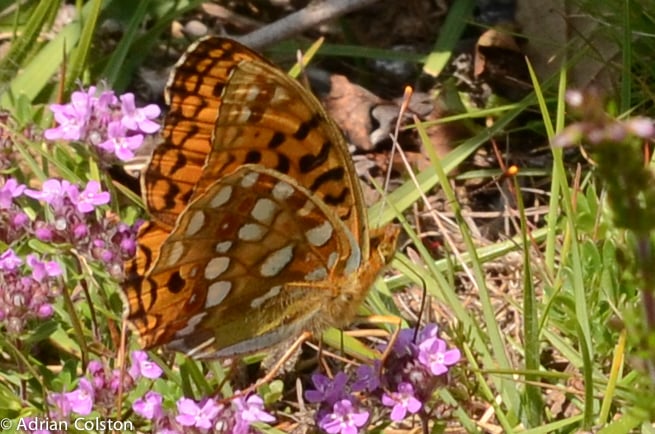 Orange high brown fritillary on some tiny pink-purple flowers