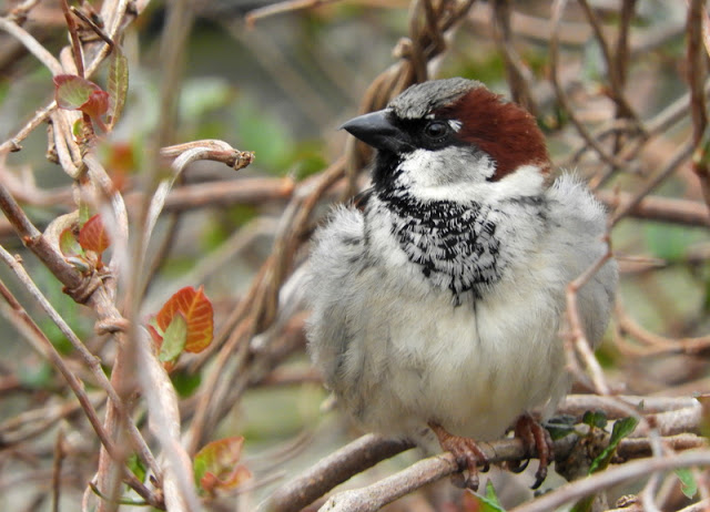 A fluffy house sparrow, white-grey coloured with reddy-brown marking on its head and a black beak