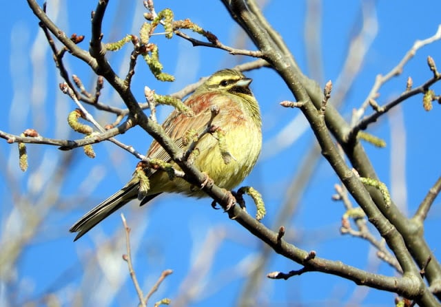 Male cirl bunting, a green-yellow colour - perched on a branch with a blue sky behind