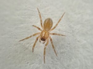 A small spider can be seen against a white, web-like background. The spider is yellowy-brown with its legs clearly displayed as well as a pair of pincers at the front of its head.