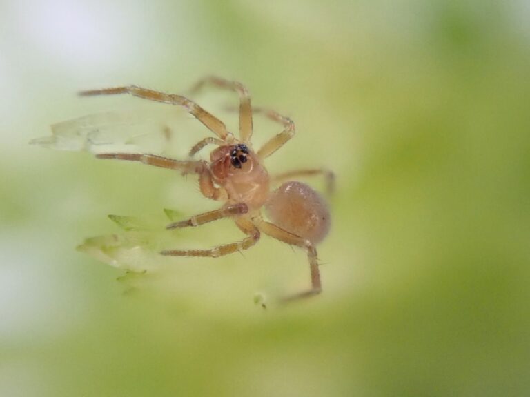 A small yellowy-brown spider with black eyes can be seen against a blurred green background.
