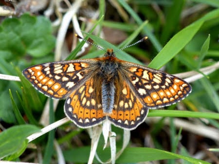 Marsh fritillary with wings spread out, on a blade of grass