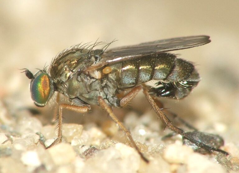 Metallic silver/brown fly pictured on pale sale.