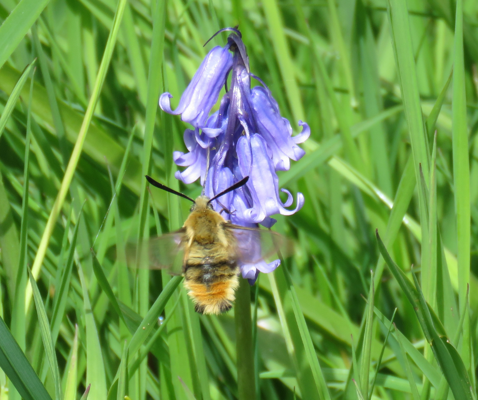 Narrow bordered bee hawk-moth getting nectar from a bluebell