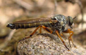 A devon red-legged robberfly sits on a grey rock against a blurred grey background. The fly has six reddy-orange legs, a mottled grey-brown round body with clear wings attached to it and lying flat against the slim brown abdomen which is roughly twice the length of the rest of the fly and has clear segments. Along the body are long, dark hairs. The small head is taken up by large grey eyes with short short antennae, below are the pale mouthparts.