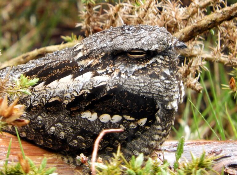 Grey, brown and black patterned nightjar, sat on a log with his eyes closed