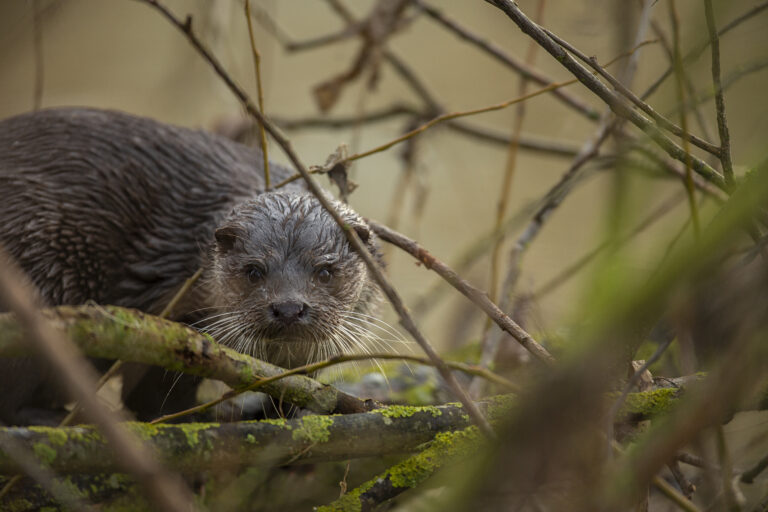 European otter Lutra lutra, adult female hauled out on a tangle of trees by the side of a river, Bedfordshire, January