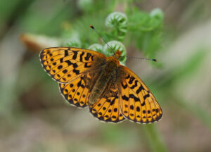 Orange and black patterned pearl-bordered fritillary