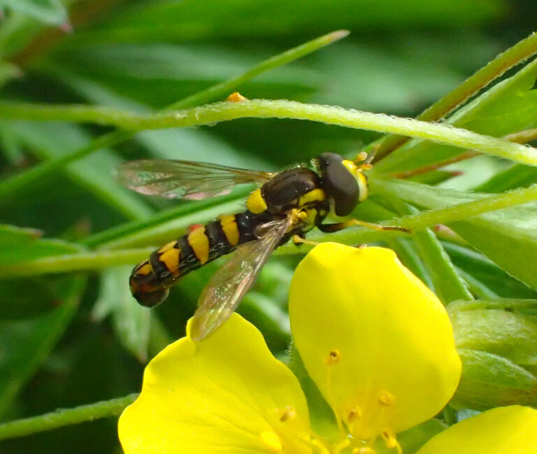 In the centre of the frame is a tormentil globetail hoverfly resting on the top of a simple yellow flower that is only partially in frame. In the background there are many blurred blades of green grass. The hoverfly has a long, slim, cylindrical abdomen with black and yellow stripes. The thorax (the part of the body between the abdomen and head) is black and has two clear wings that are held either side of the body. The eyes are large and black and the mouthparts bright yellow. The legs are predominantly yellow, but black closer to the body.