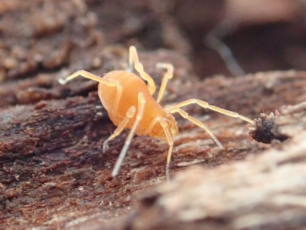 Pale yellow orange spider