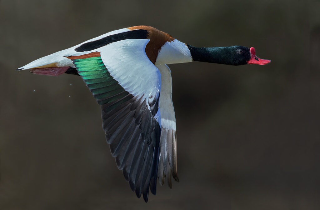 A shelduck is flying through the air with its wings beating downwards. It has a bright red beak, an emerald head and stripe on its wings, brown shoulders with a black stripe coming off them and an otherwise white body.