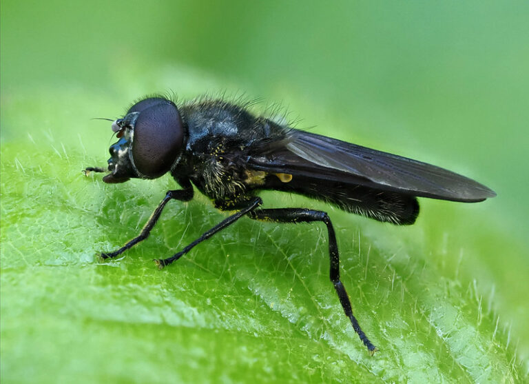 An allover soot black fly perched on a vibrant green leaf.