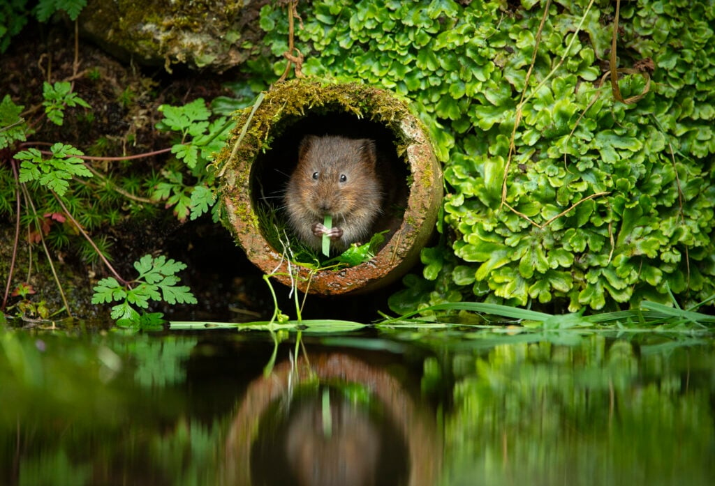 A water vole nibbles on a green leaf from inside a terracotta pipe that sticks out of a lush green riverbank, just above the water.