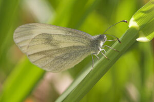 Delicate white butterfly on a blade of grass