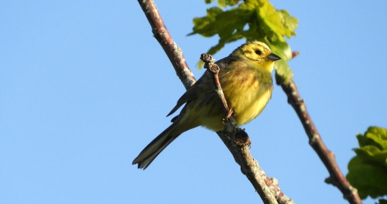 A yellow-green yellowhammer bird perched on a brown branch, with a blue sky behind