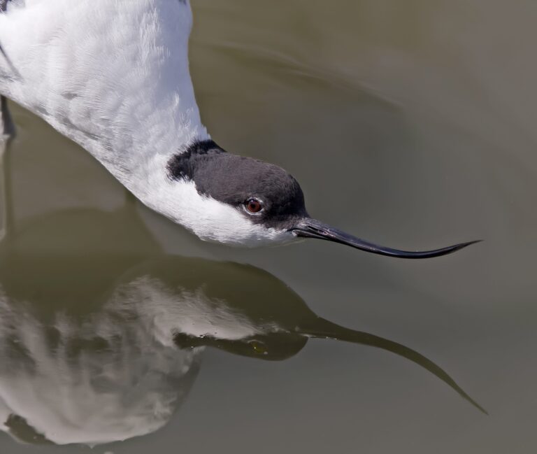 An avocet, a black headed bird, with its head just above the water. There is a reflection of the avocet in the water.