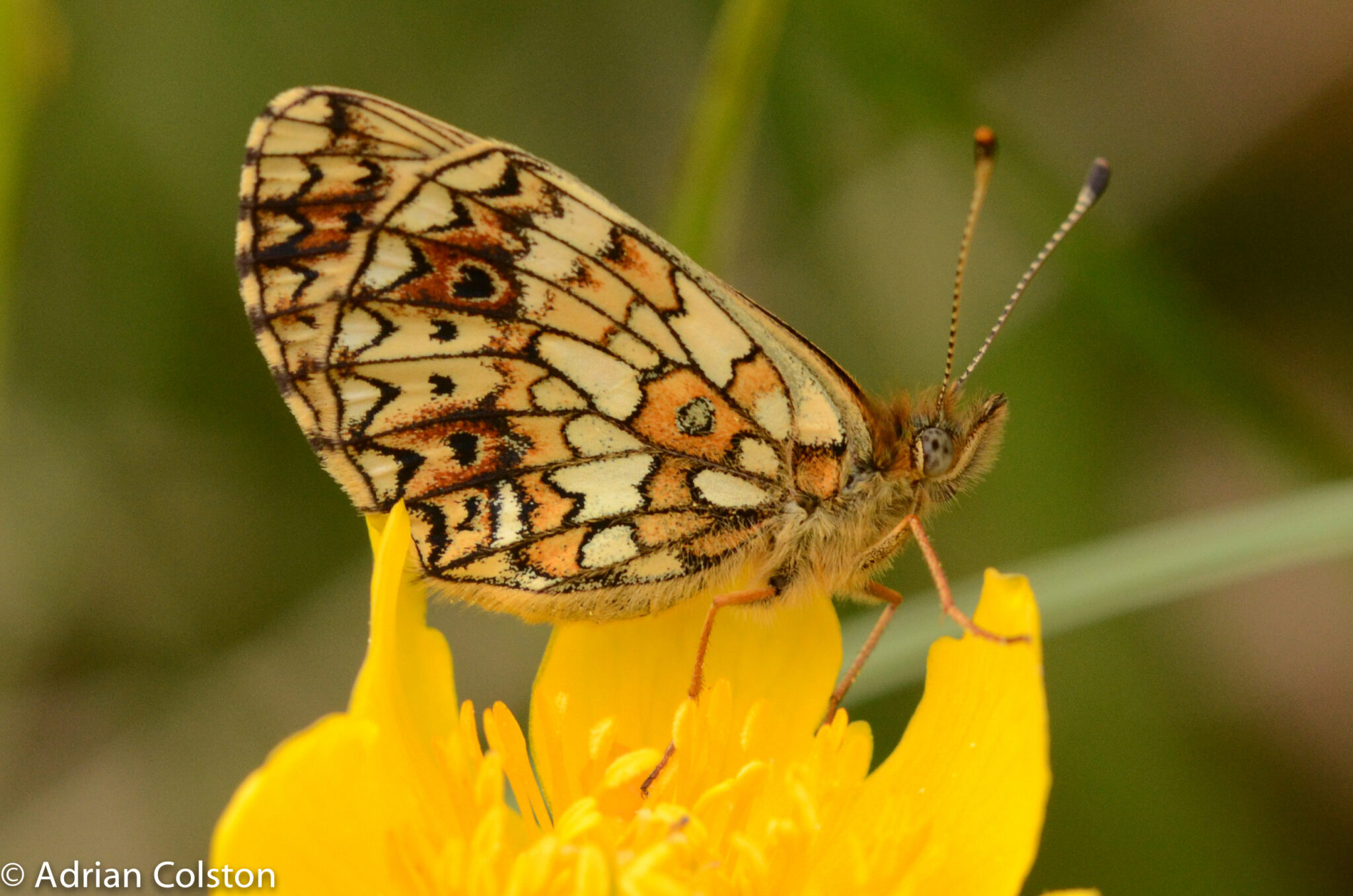 Beige and orange small pearl-bordered fritillary on a yellow flower
