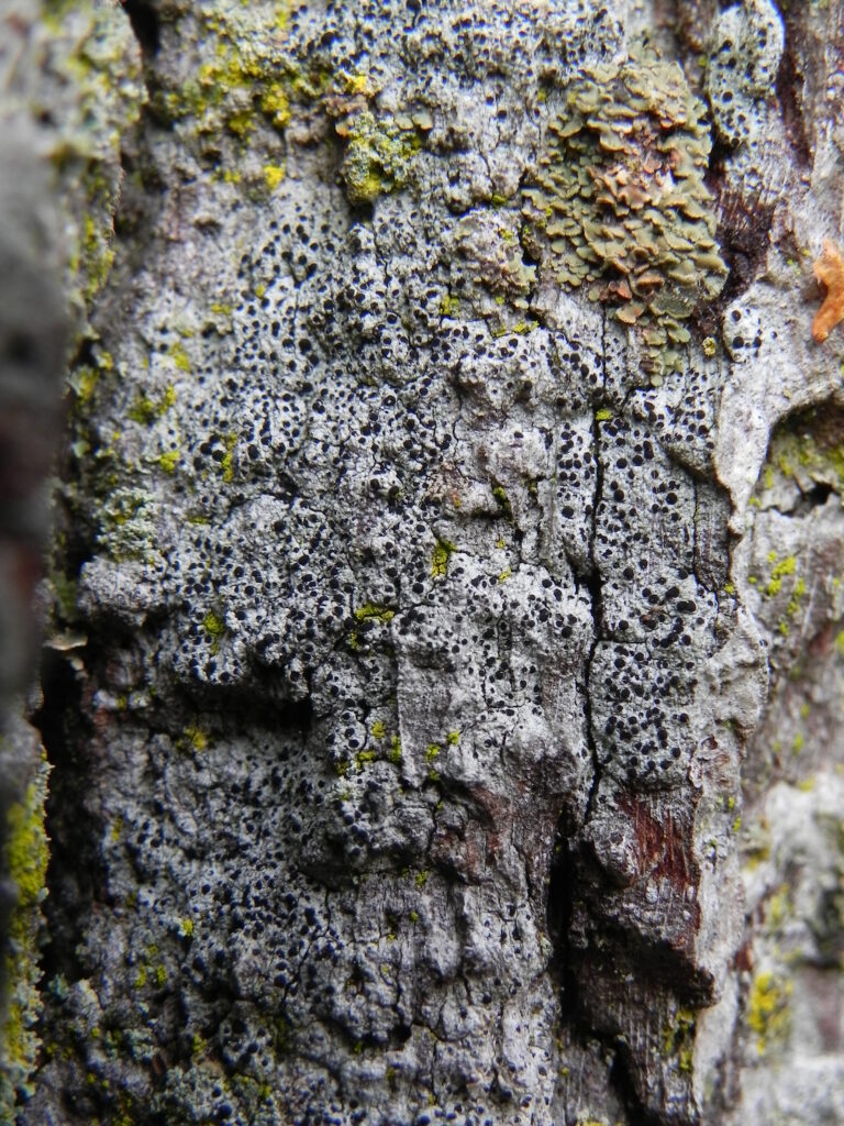 Buellia hyperbolica lichen on tree bark