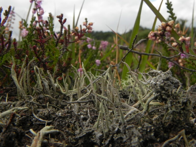 Long growths of the cladonia rei lichen growing upwards