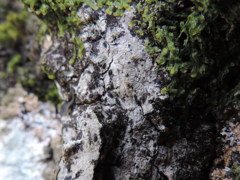 Wadeana dendrographa lichen on tree bark. It looks like small black formations that are oval and slightly pointed at each end.