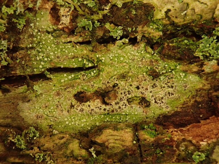 Lichen growing on tree wood, creating a marble green effect