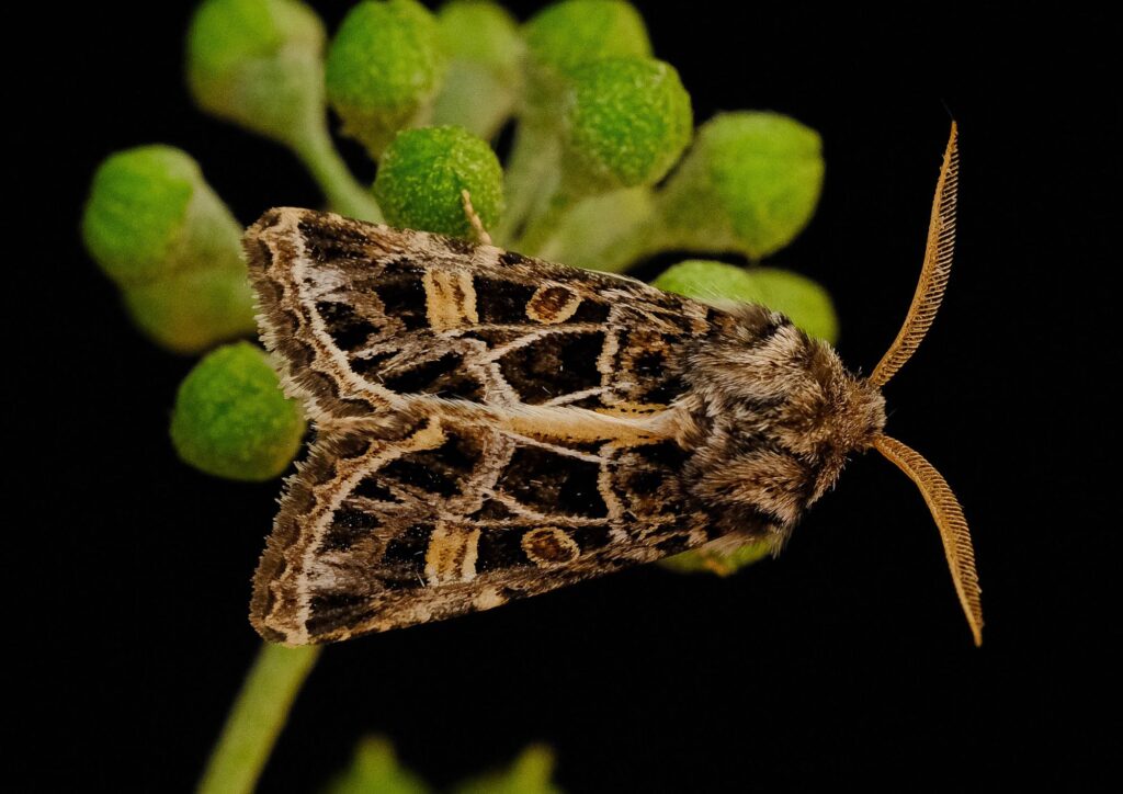 Intricately patterned brown and black moth, the beautiful gothic, on a green plant.