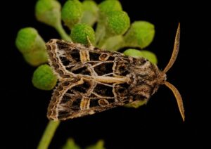Intricately patterned brown and black moth, the beautiful gothic, on a green plant.