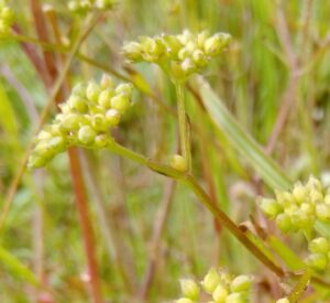 Small green pods making up the crown of the plant 'flower', in a pale green-yellow colour. The stem is a yellow-green, turning orange-brown going down the stem.