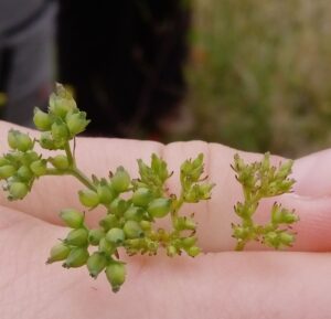 Broad-fruited cornsalad and narrow-fruited cornsalad held in a hand, next to each other to show the difference. The broad-fruited is a lot wider, and the narrow-fruited is thinner and more delicate-looking.