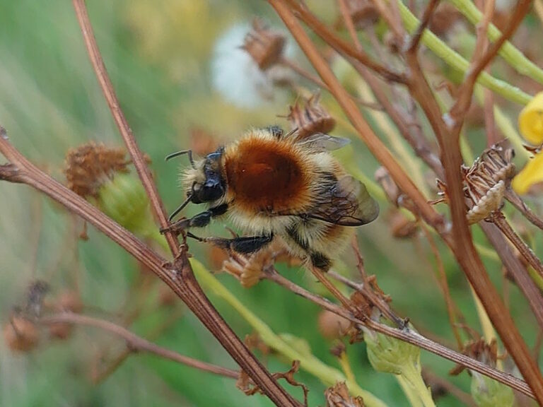 Bumblebee perched on dead flower stalks against a green background. The bee has a deep orangey-brown back against a pale yellow body with the other brown markings hidden from view. The legs, eyes and antennae are black.