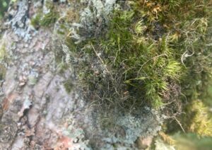 Wiry green lichen on bark of a tree - it is dark green, surrounded by a fluffier light green moss.