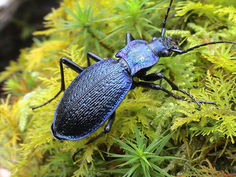 A blue ground beetle walks away from the camera on a surface of mixed mosses of different greens and leaf shapes. The beetle has a long oval rear body part and a shield-shaped middle that then connects a small head that has verry long antennae. Every part of the beetle is a shiny metallic dark blue, including its six skinny legs.