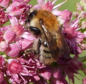 A carder bumblebee sp. collecting pollen from a cluster of small pink flowers. The bee has a striped furry brown, shiny black abdomen. It's wings are a clear brown protudingfrom a very furry body which has a reddy brown centre and paler brown outer. The face and forelegs are shiny black. The back legs are shiny brown-black at the tops and bottoms but brown and furry in the centre with pollen visibly stuck to them. There are also clearly segmented black antennae protruding from the head.