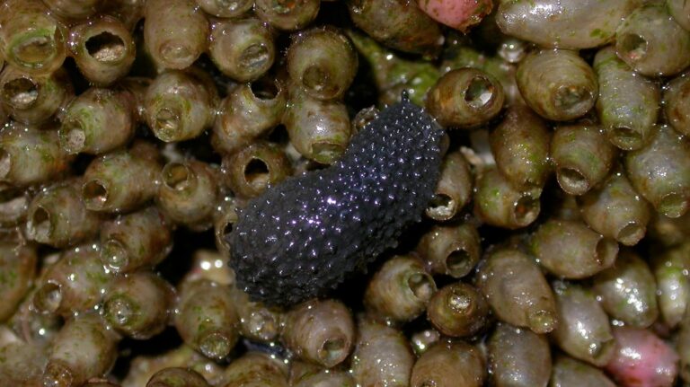 Celtic sea-slug traversing empty dog whelk egg cases (August 2002) - Peter Barfield