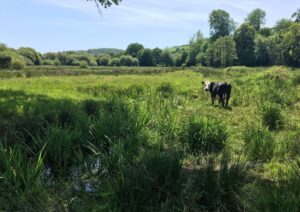 A cow stands in green coastal floodplain grazing marsh, with trees in the distance